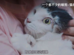 猫咪耐心耗尽，瞬间爆发萌态百出